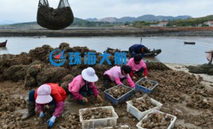 生蠔自動(dòng)分揀機(jī)，取代人工分揀，高效精準(zhǔn)省人工