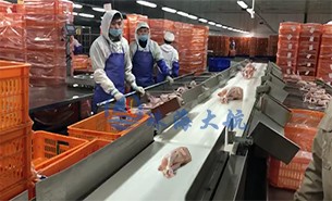 白條雞分揀機、整鴨分選機高效取代人工分揀，比人工快5倍