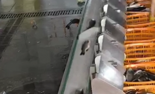 探索自動(dòng)檢重秤在冷凍魚(yú)與活魚(yú)重量分選中的卓越應(yīng)用